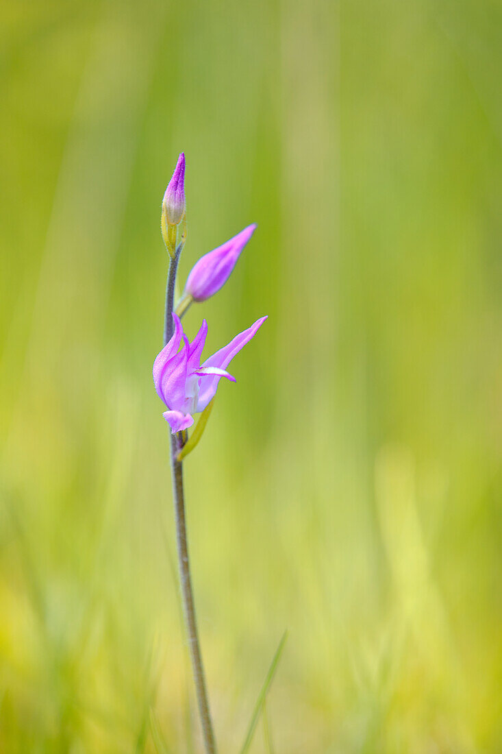 Rotes Waldvöglein, Purpur-Waldvöglein, Cephalanthera rubra