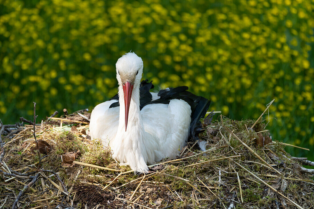 Weissstorch, Storch, Ciconia ciconia