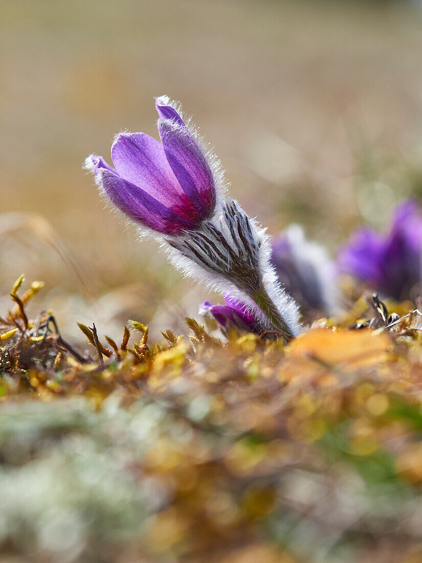 Küchenschelle, Kuhschelle, Pulsatilla vulgaris