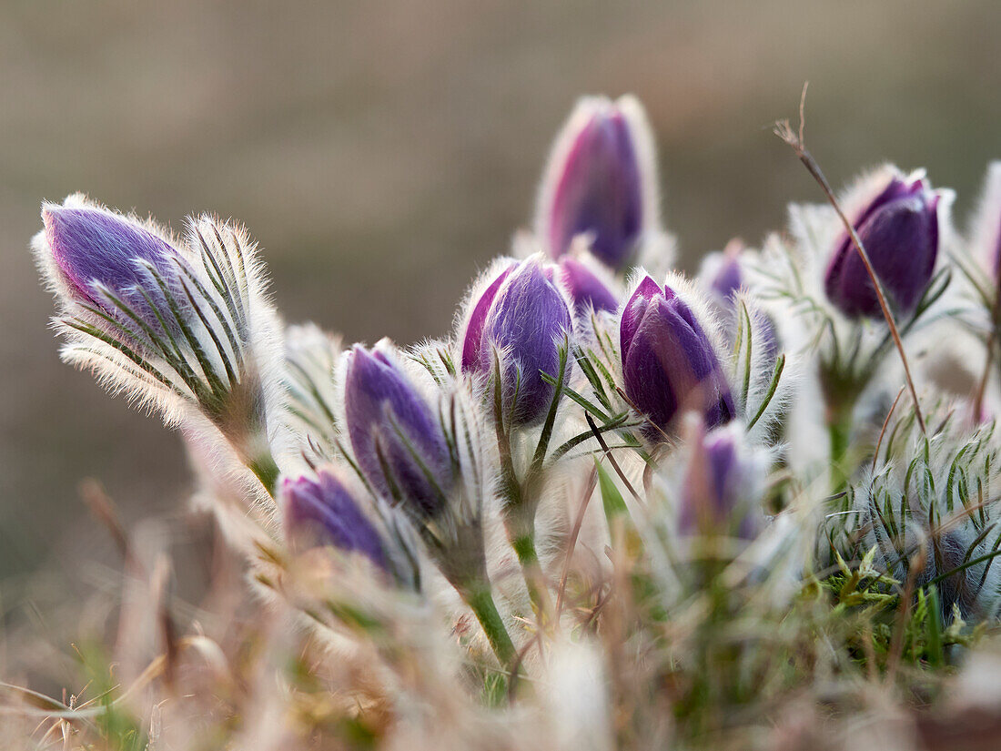 Pasque flower, Pasque flower, Pulsatilla vulgaris