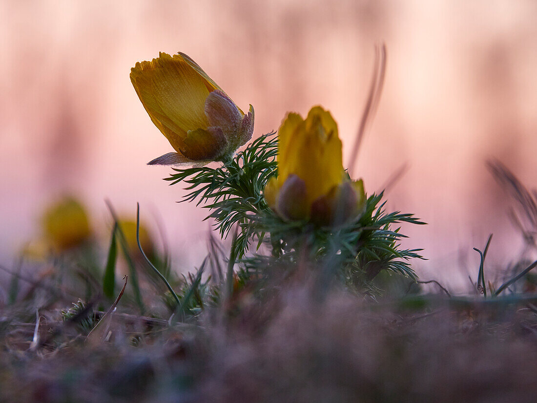 Frühlings-Adonis, Frühlings-Adonisröschen, Adonis vernalis, Adonisröschen