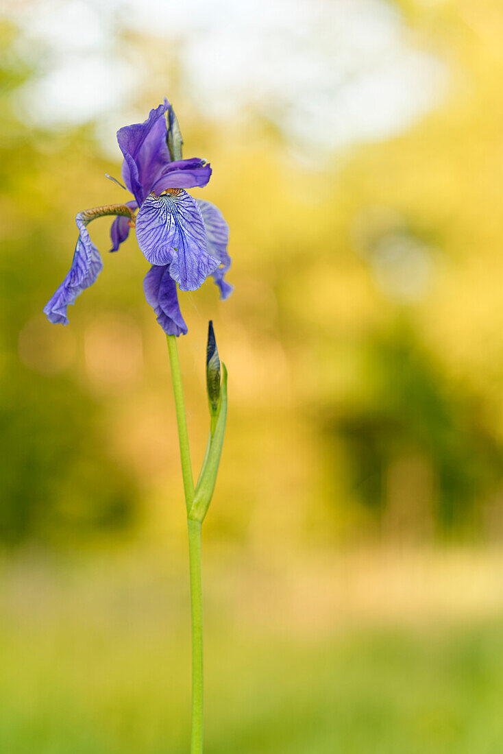 Siberian iris, meadow iris, Iris sibirica