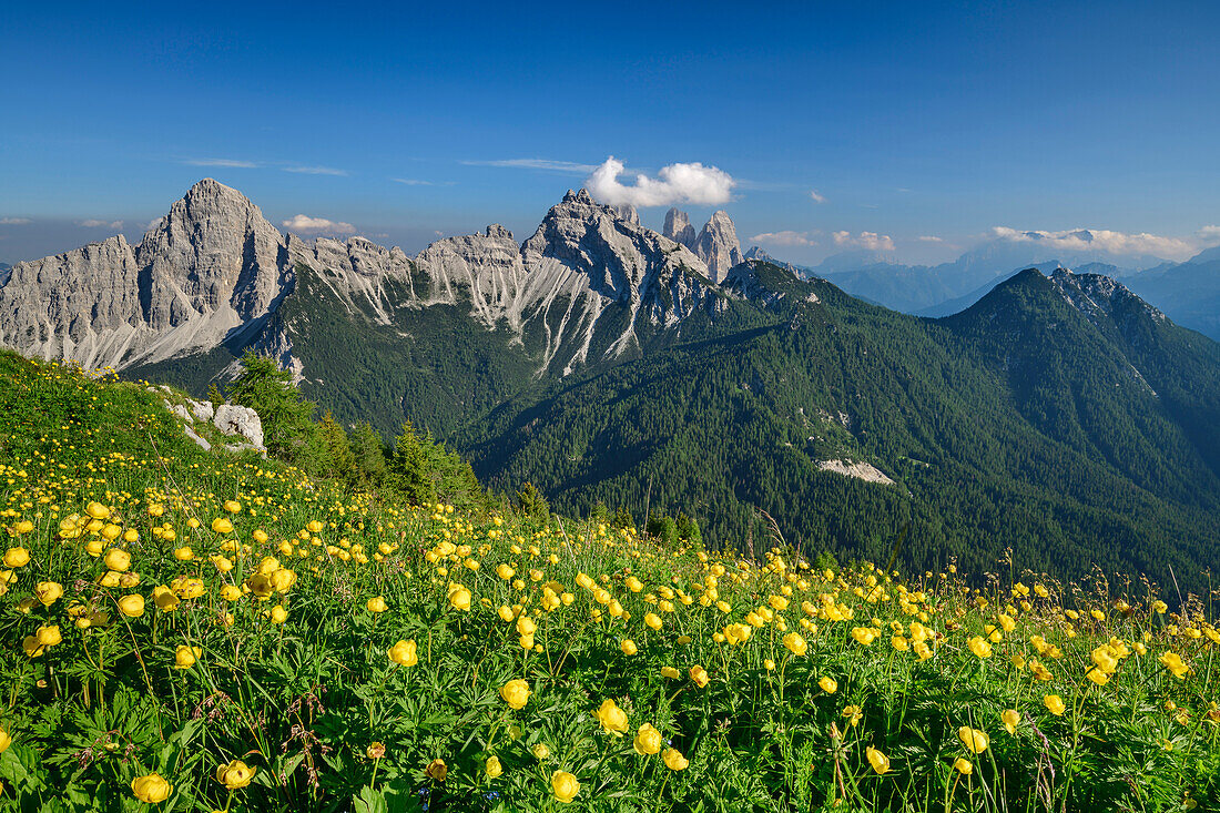 Trollblumen mit Sassolungo di Cibiana, vom Monte Rite, Dolomiten, Venezien, Venetien, Italien