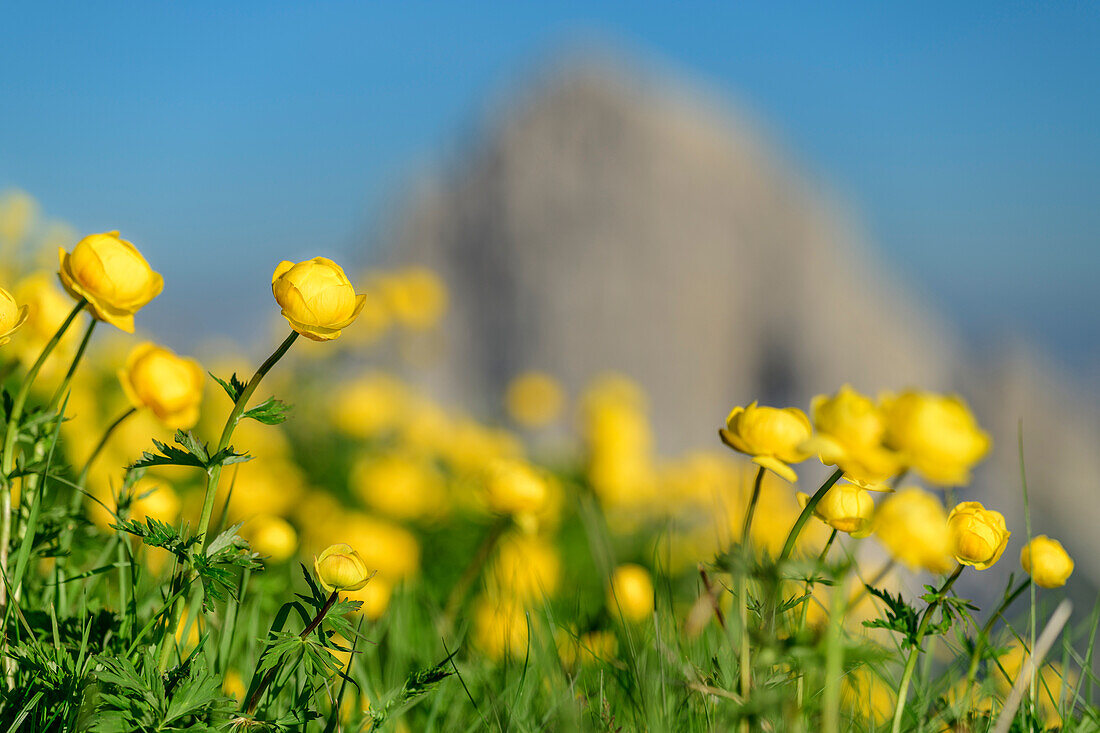 Globeflowers with Sassolungo di Cibiana out of focus in background, from Monte Rite, Dolomites, Veneto, Veneto, Italy