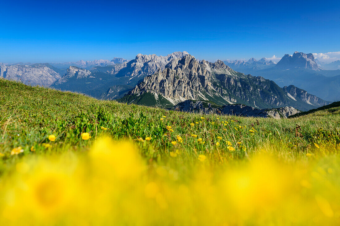 Blumenwiese unscharf im Vordergrund mit Castello di Moschesin und Monte Pelmo im Hintergrund, Belluneser Höhenweg, Dolomiten, Venezien, Venetien, Italien