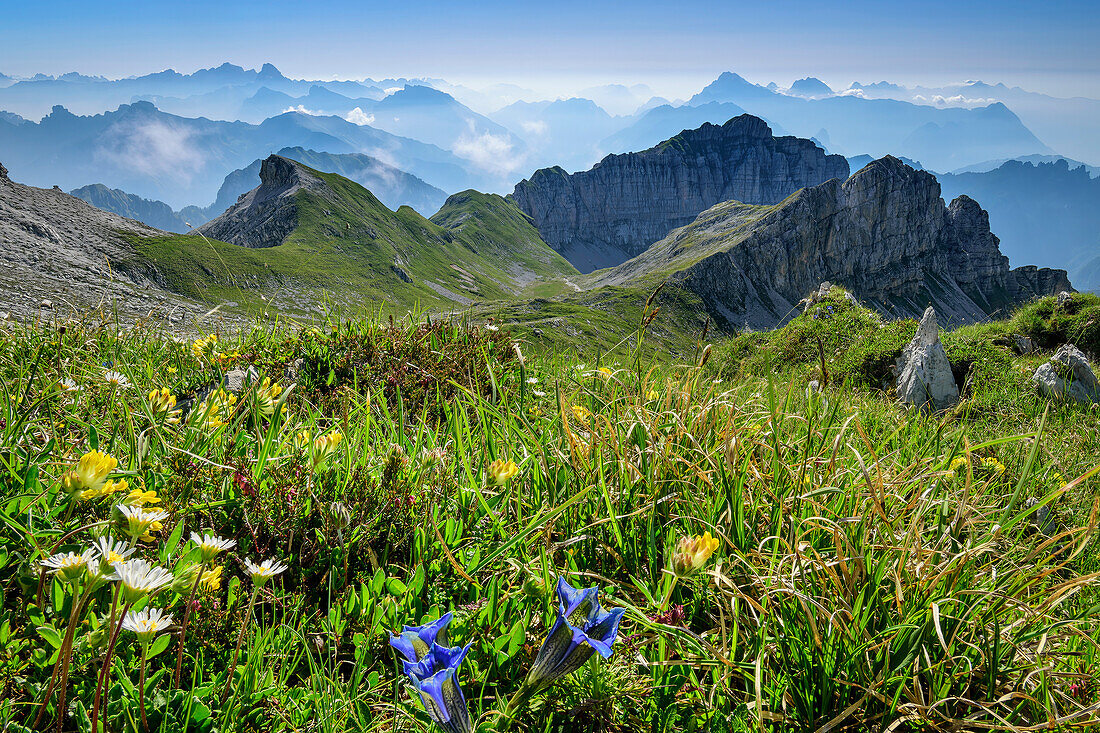 Blumenwiesen mit Enzian und Monte Duranno und Col Nudo im Hintergrund, Belluneser Höhenweg, Dolomiten, Venezien, Venetien, Italien