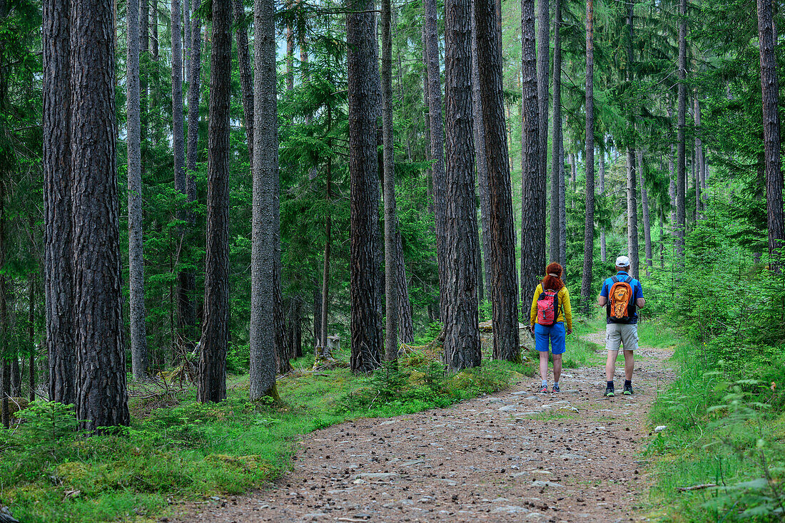 Man and woman hiking on hiking trail through high forest, Starkenberger Weg, Schönwies, Ötztal Alps, Tyrol, Austria