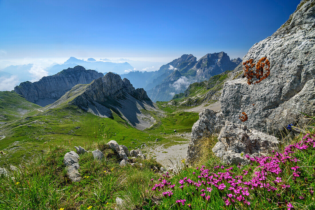 Blumenwiesen im Vordergrund mit Col Nudo und Schiara im Hintergrund, Belluneser Höhenweg, Dolomiten, Venezien, Venetien, Italien