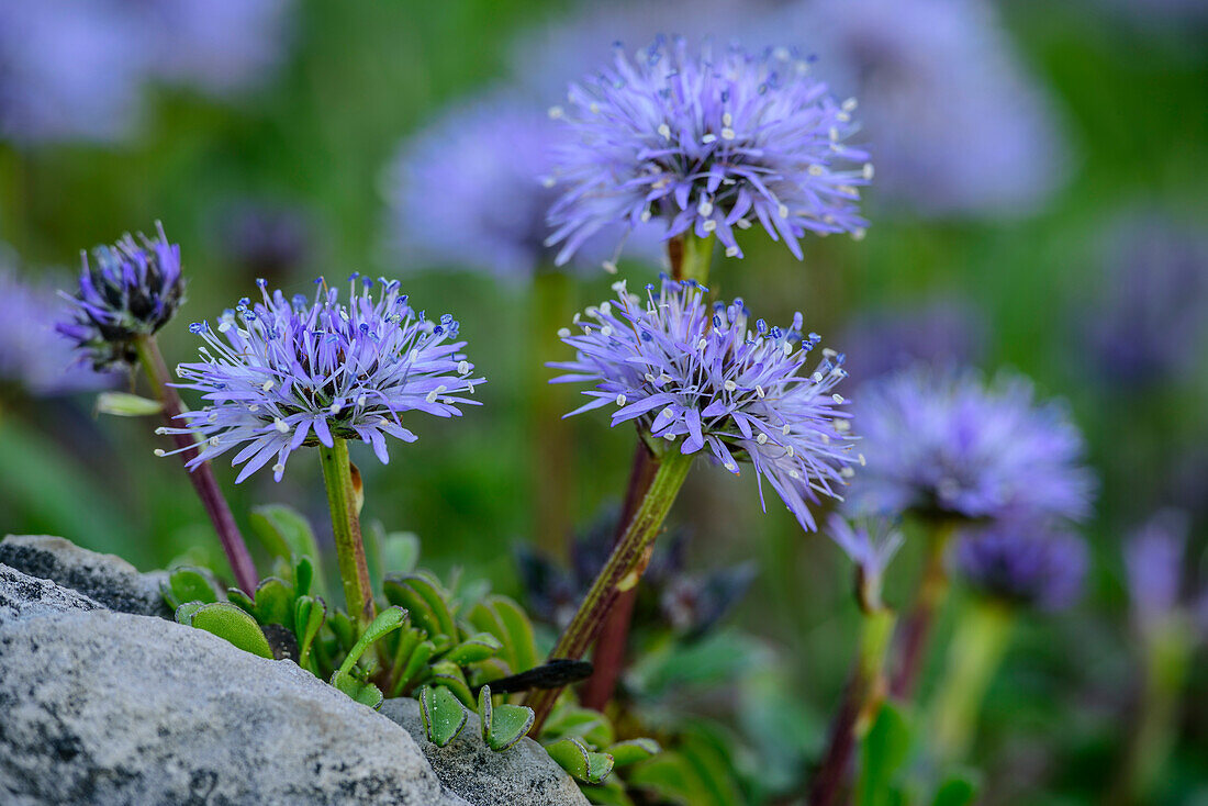 Globularia, Globularia, Lechtal Alps, Tyrol, Austria