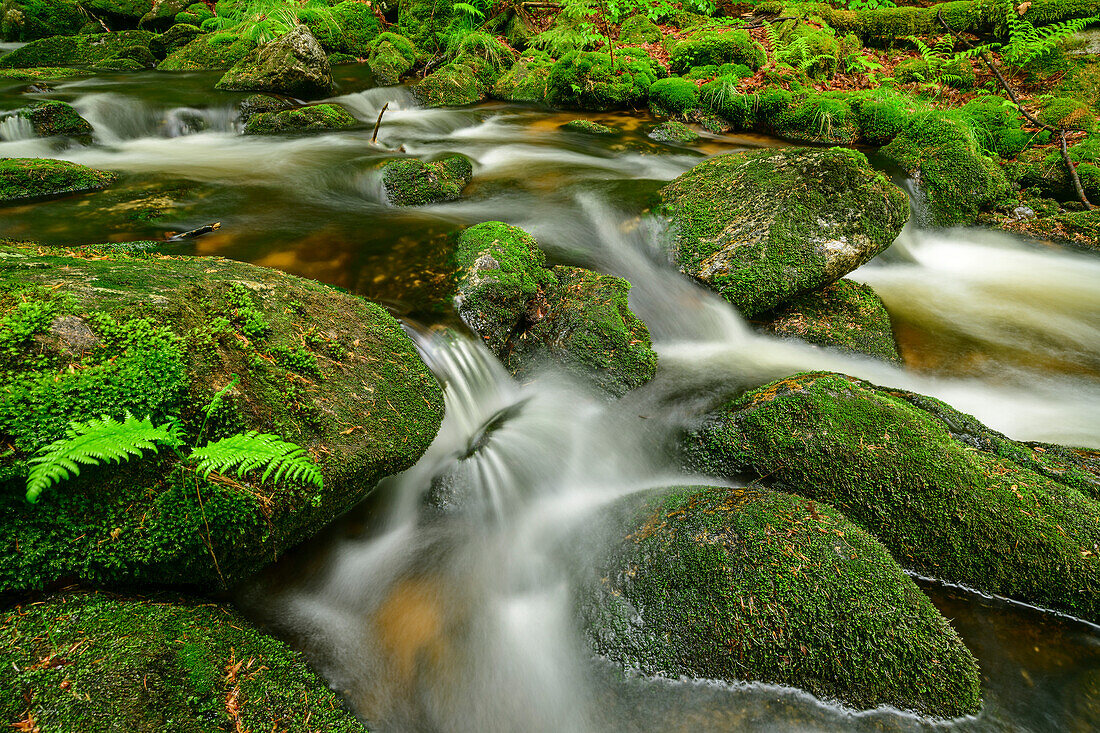 Kleine Ohe fließt durch Wald, Kleine Ohe, Nationalpark Bayerischer Wald, Bayerischer Wald, Niederbayern, Bayern, Deutschland