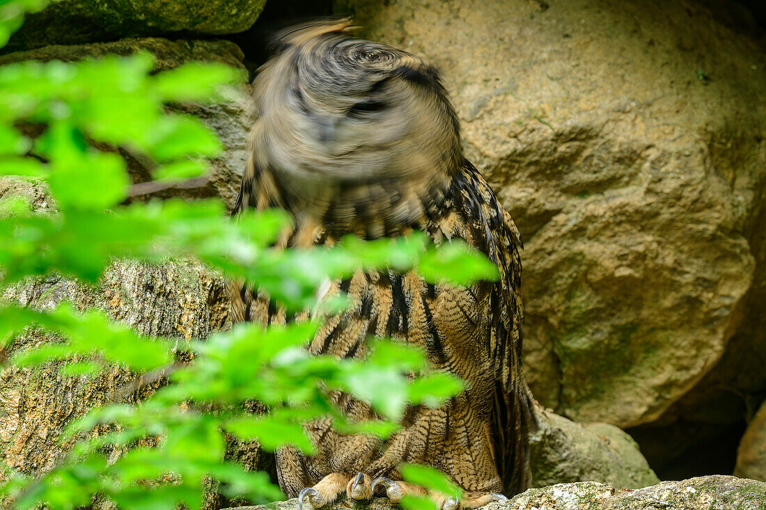 Uhu schüttelt den Kopf, Bubo bubo, Nationalpark Bayerischer Wald, Tiergehege, Bayerischer Wald, Niederbayern, Bayern, Deutschland