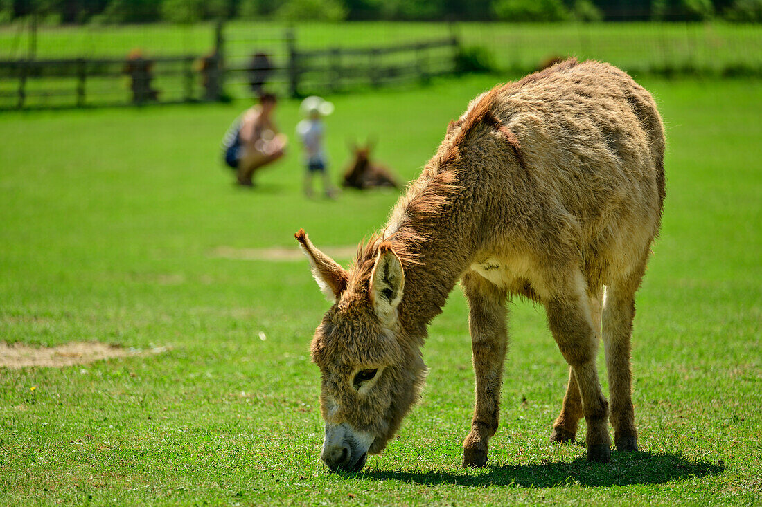 Donkey, Maltatal Donkey Park, Fischertratten, Maltatal, Hohe Tauern National Park, Hohe Tauern, Carinthia, Austria