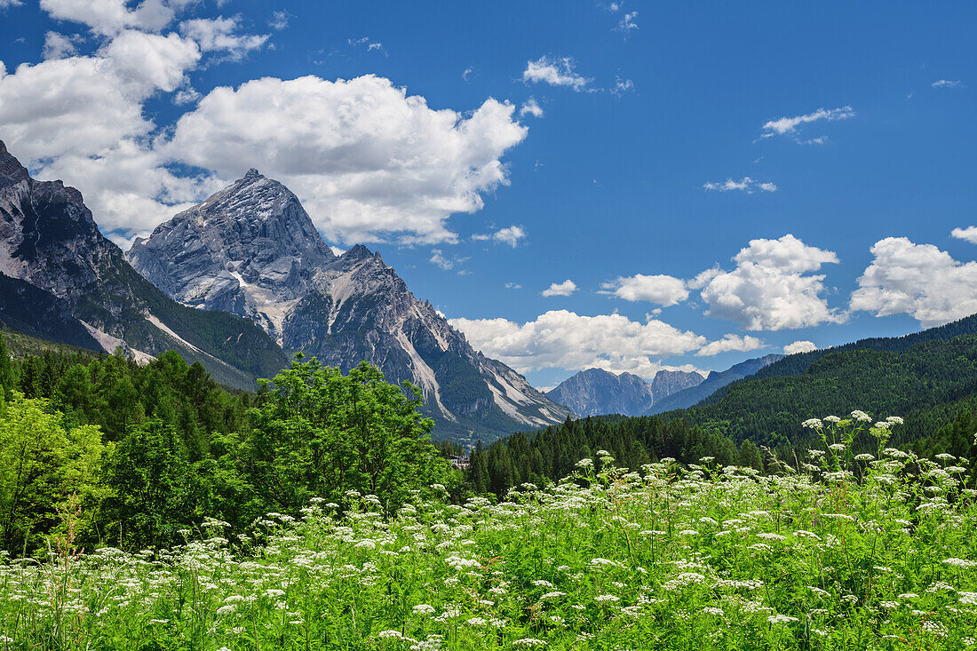 Blumenwiese mit Antelao im Hintergrund, Cortina d' Ampezzo, Dolomiten, Venezien, Venetien, Italien