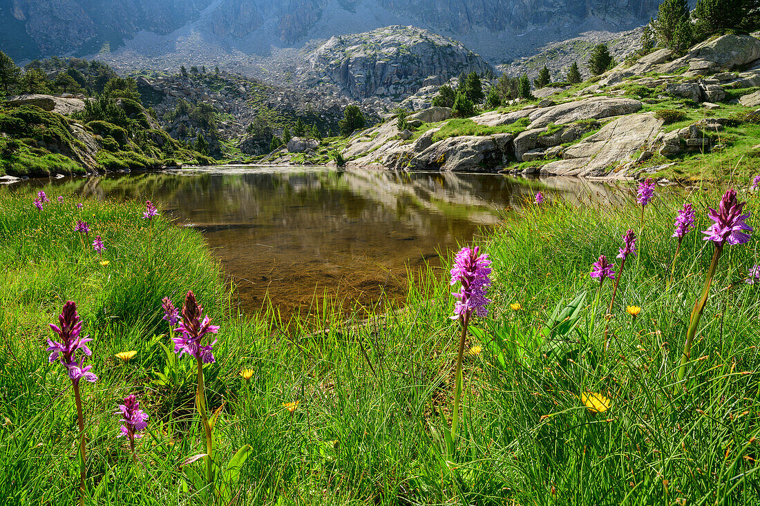 Flowering orchid in front of lake, Valle Gerber, Aigüestortes i Estany de Sant Maurici National Park, Pyrenees, Catalonia, Spain