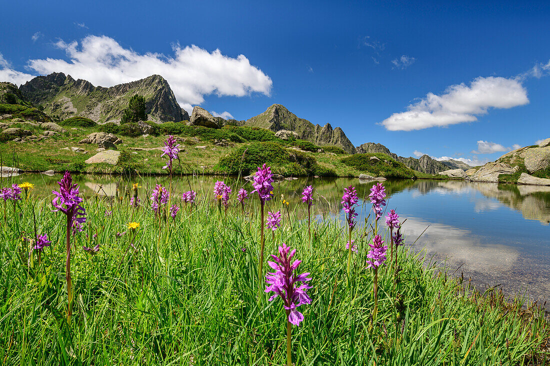 Blühendes Knabenkraut mit See, Valle Gerber, Nationalpark Aigüestortes i Estany de Sant Maurici, Pyrenäen, Katalonien, Spanien