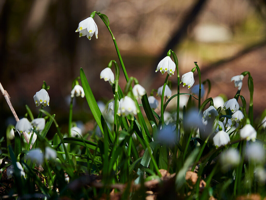 Spring snowflake, spring snowflake, Leucojum vernum