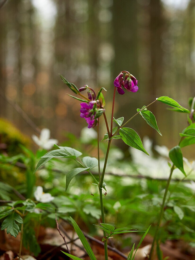 Frühlings-Platterbse, Lathyrus vernus      