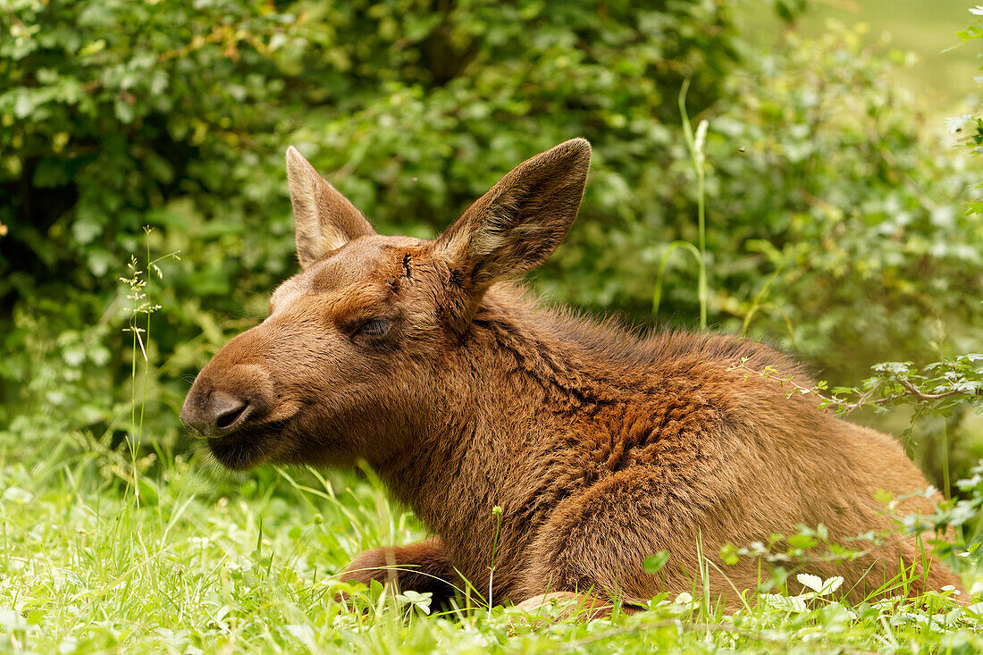 Baby moose, elk, Alces alces