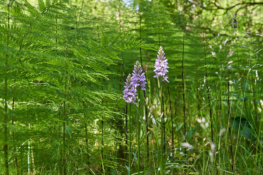 Fox's orchid, fox's finger orchid, fox's fingerroot, Dactylorhiza fuchsii