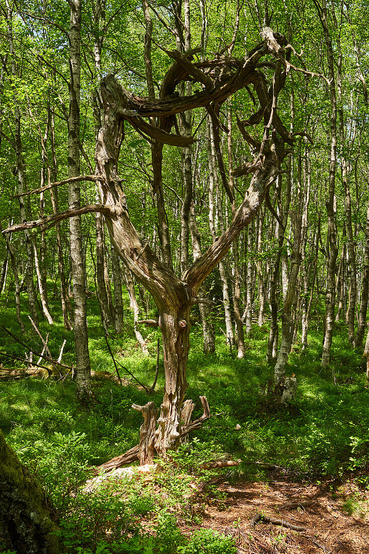 &quot;Rotes Moor&quot; nature reserve in the Rhön Biosphere Reserve, Hesse, Germany