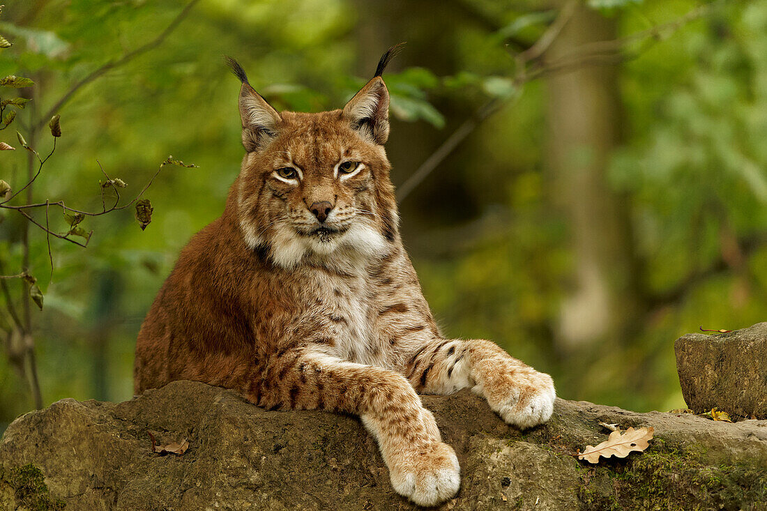 Eurasischer Luchs, Nordluchs, Lynx lynx, Luchs