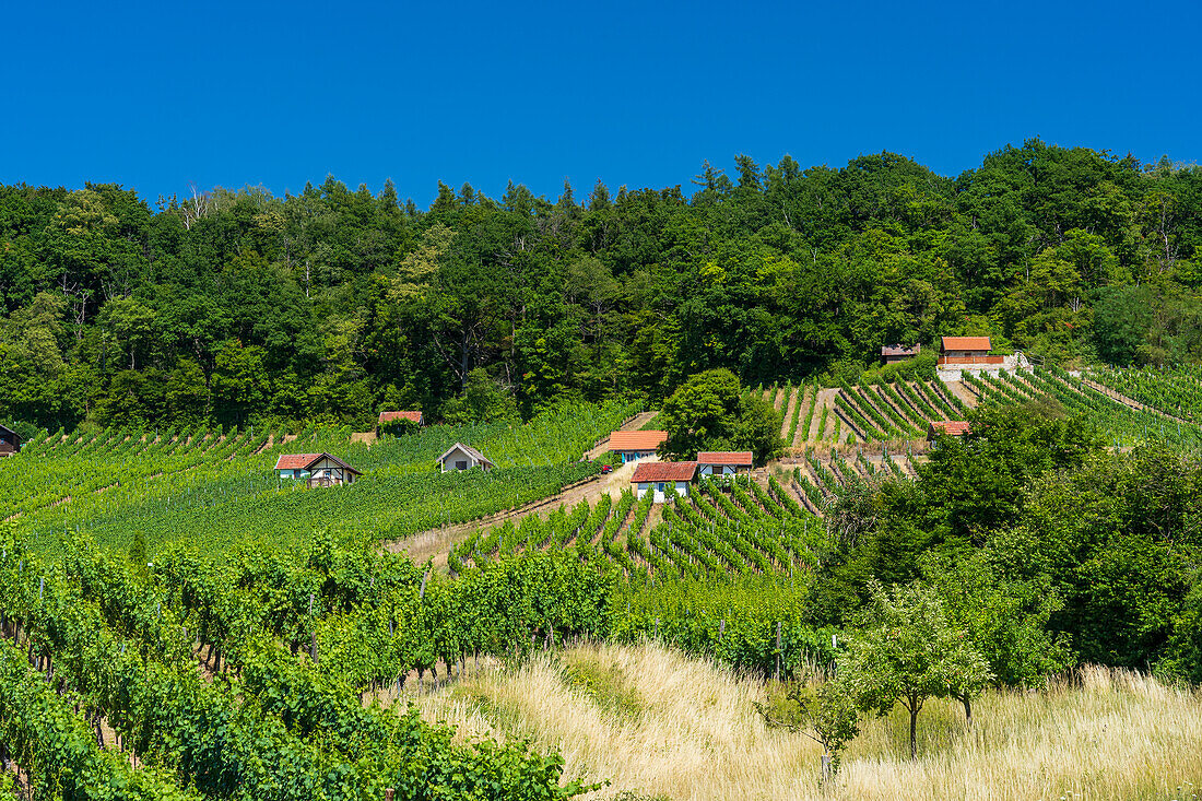 Vineyards and historic vineyard cottages near Falkenstein, municipality of Donnersdorf, district of Schweinfurt, Lower Franconia, Franconia, Bavaria, Germany