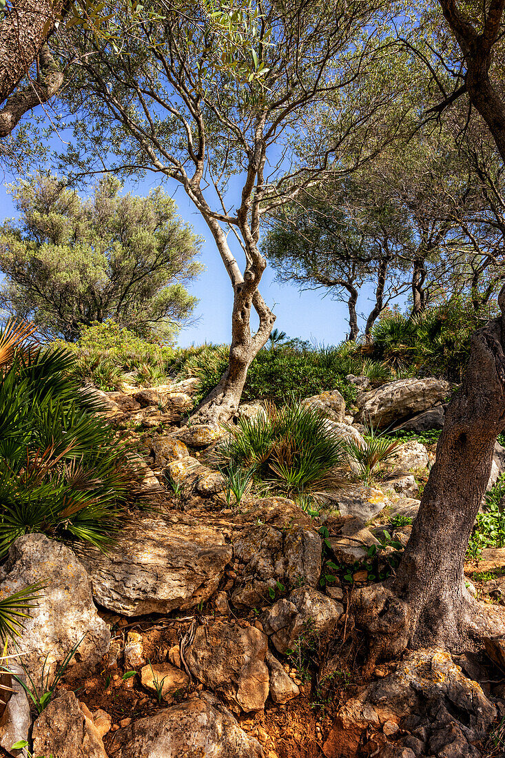 Wanderweg in den Bergen von Pollenca, Serra de Tramuntana, Nordküste, Mallorca, Spanien