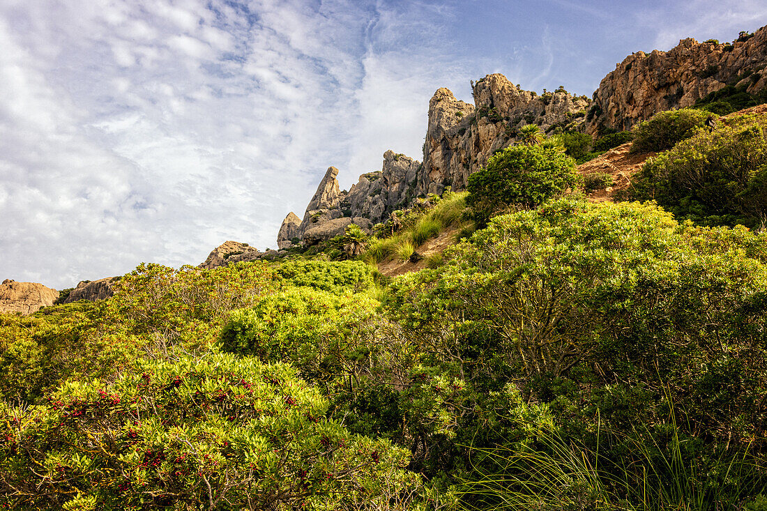 Wanderweg im Tal Vall de Boquer, bei Pollenca, Serra de Tramuntana, Nordküste, Mallorca, Spanien