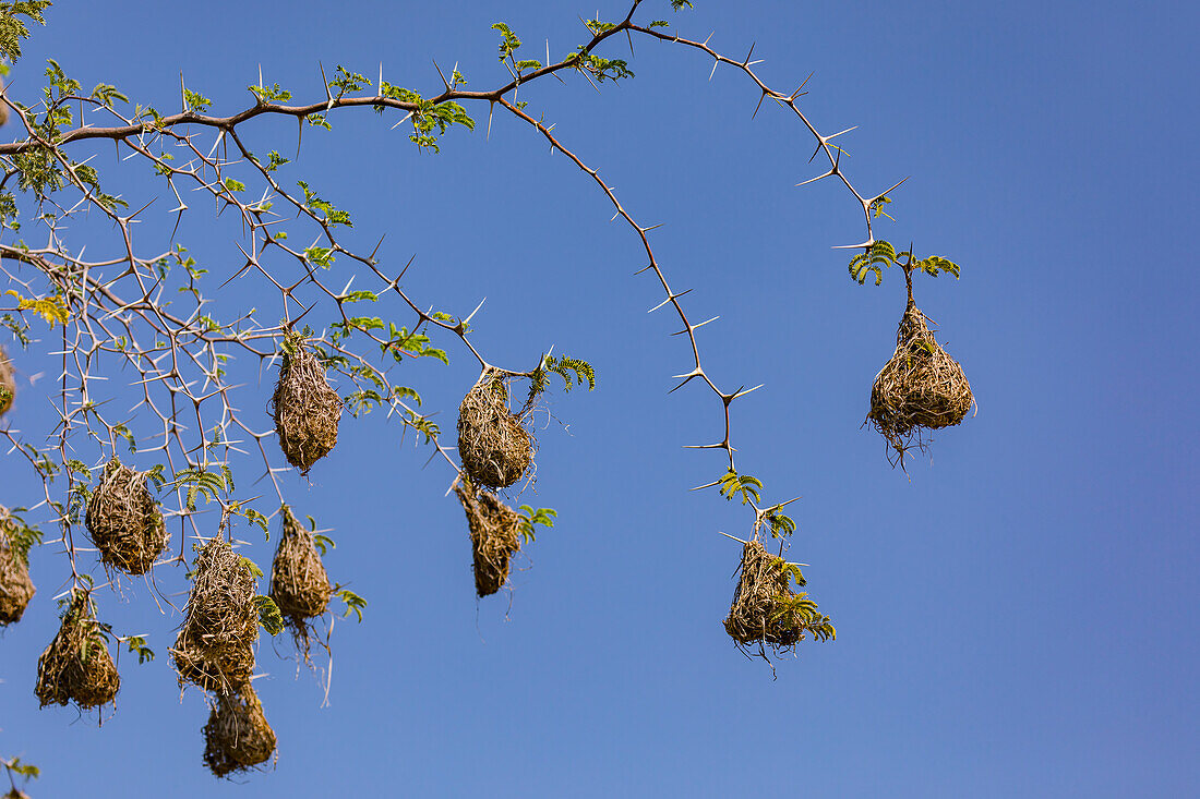 Viele kunstvoll verwobene Nester von Webervögeln an einem Akazienbaum in der Savanne von Namibia, Afrika