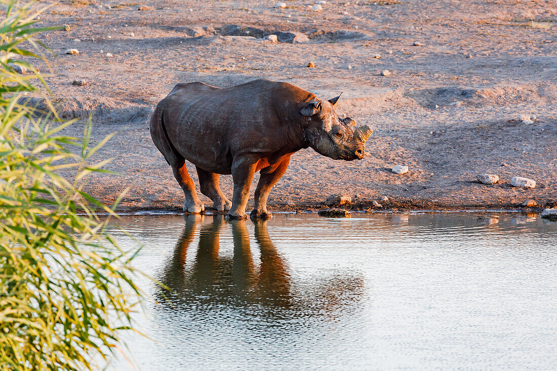 A hornless black rhino at sunset at a waterhole in Etosha National Park in Namibia, Africa