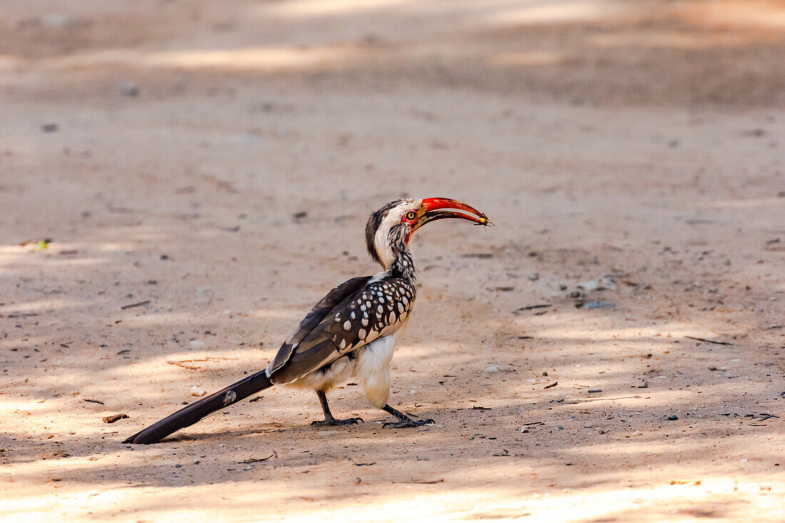 A distinctive savannah hornbill or hornbill catching an insect in Etosha National Park in Namiba, Africa