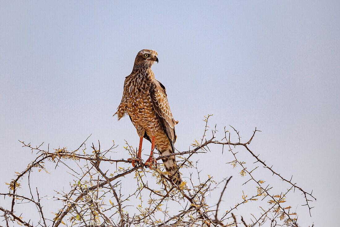 A distinctive juvenile Greater Singing Goshawk or Silver Singing Goshawk perched on an acacia tree in Etosha National Park in Namibia, Africa