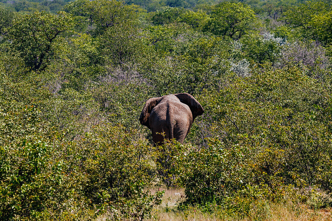 And bye... a big gray elephant makes its way into the African bush, Etosha National Park, Namibia