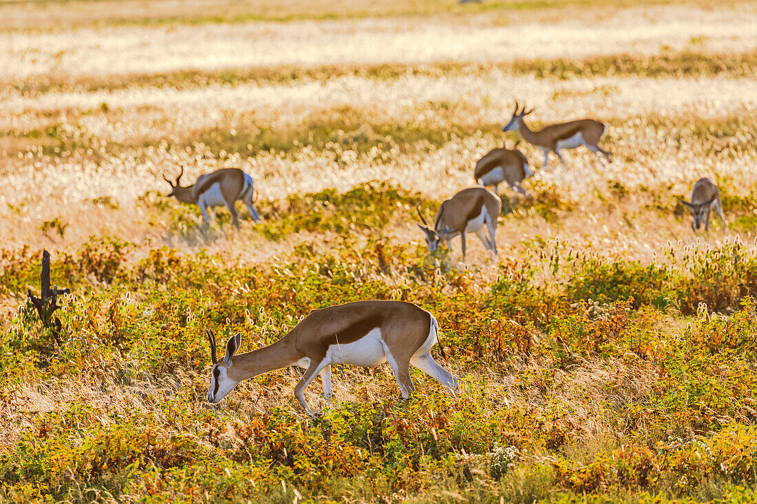 A small herd of Thomson&#39;s gazelles in the grasslands of Etosha National Park in the morning against the light, Namibia, Africa