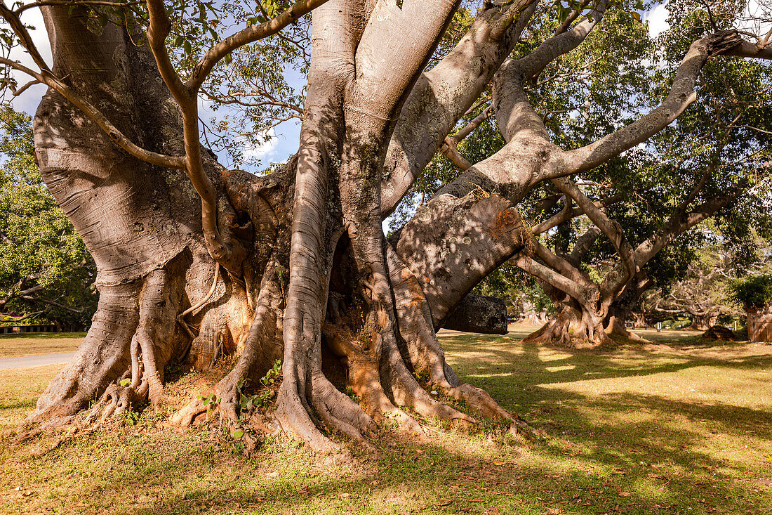 A giant Ficus macrophylla fig tree with branching branches near the Burmese city of Pindaya in Myanmar, Asia