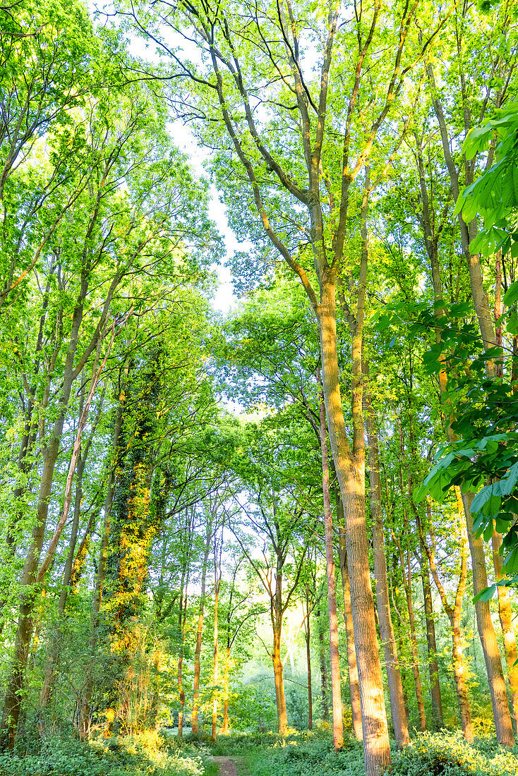 Sonne scheint im Sommer auf Bäume im ländlichen Flandern, Belgien.