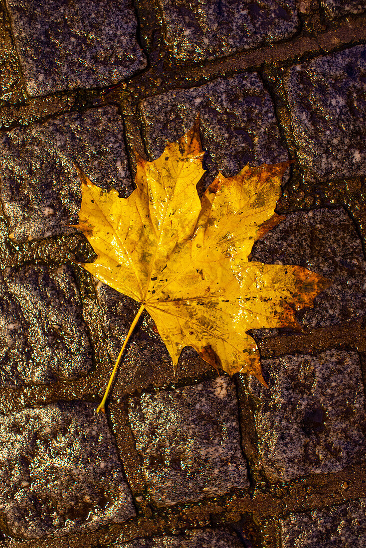 Ein Blatt auf Kopfsteinpflaster