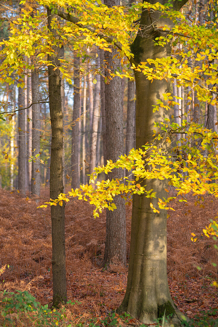 Bäume in einem kleinen Wald im ländlichen Flandern, Belgien.