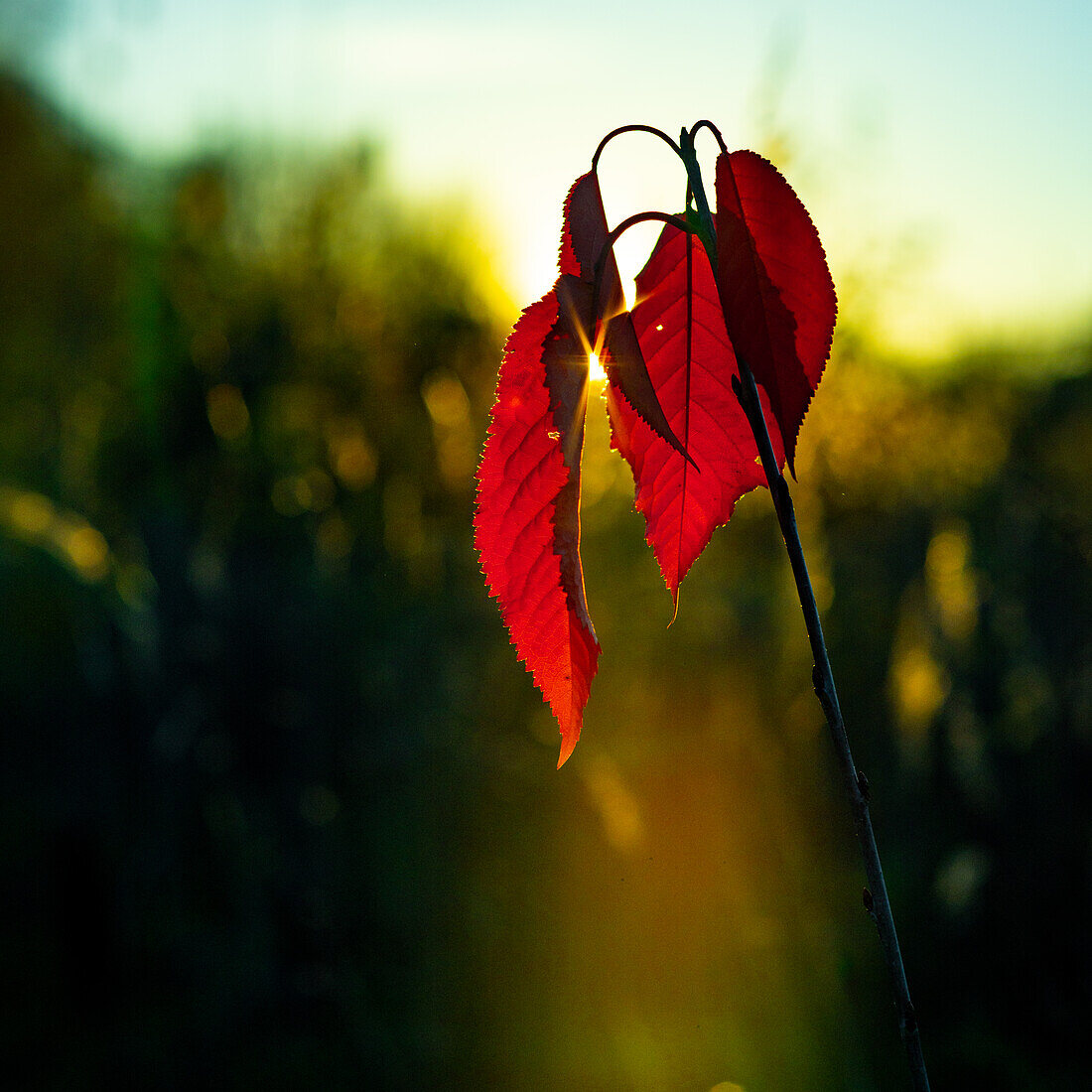 Ein leuchtend rotes Blatt in der untergehenden Sonne in einem Naturschutzgebiet in Gent, Belgien.