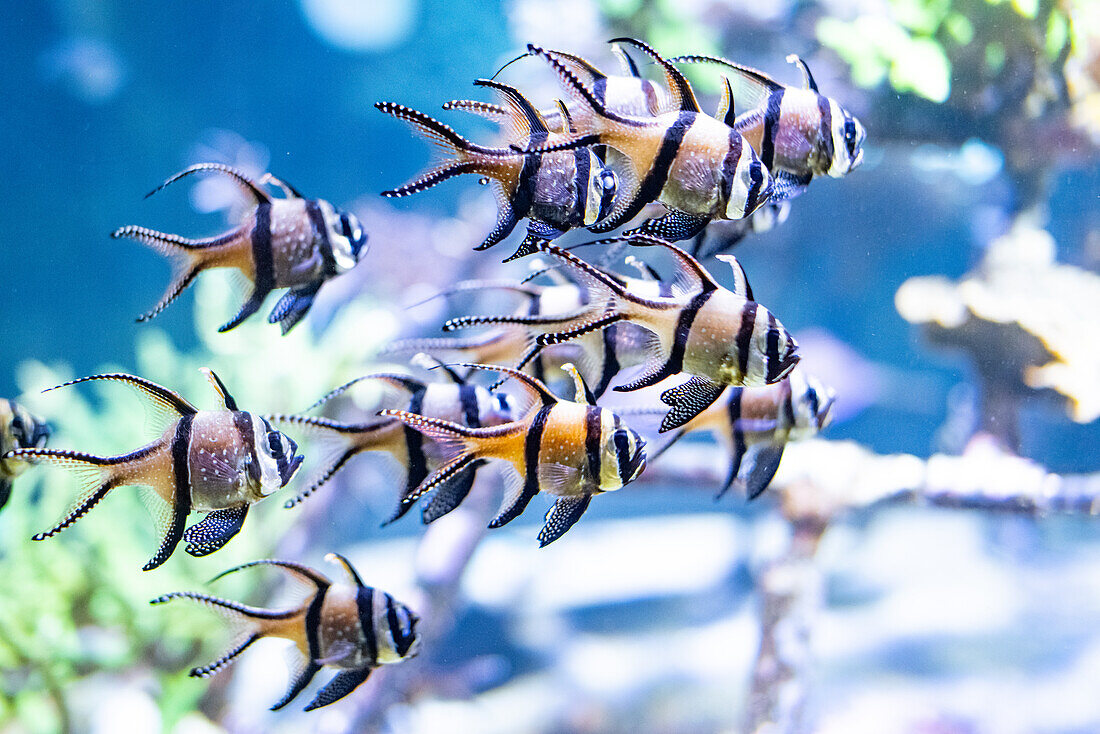 Fische im größten Aquarium Europas, Nausicaa, in Boulogne-sur-Mer, Frankreich.