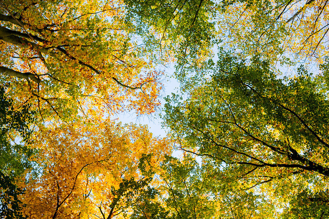 Herbstlicher Blick auf bunte Waldblätter auf einem klaren, blauen Himmel in Brügge, Belgien.