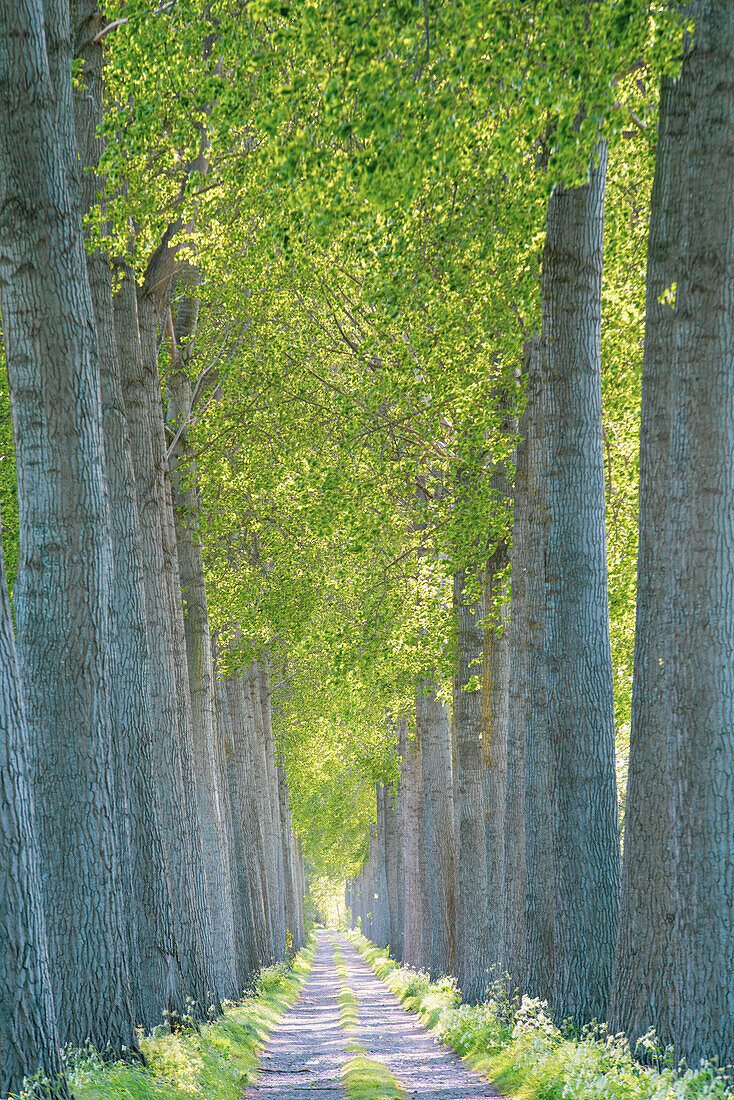 Von Bäumen gesäumte Straße, Allee im ländlichen Flandern, Belgien.