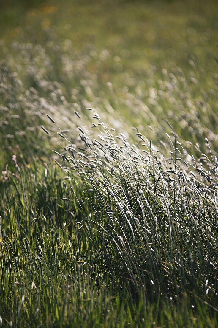 Color image of grass stems.