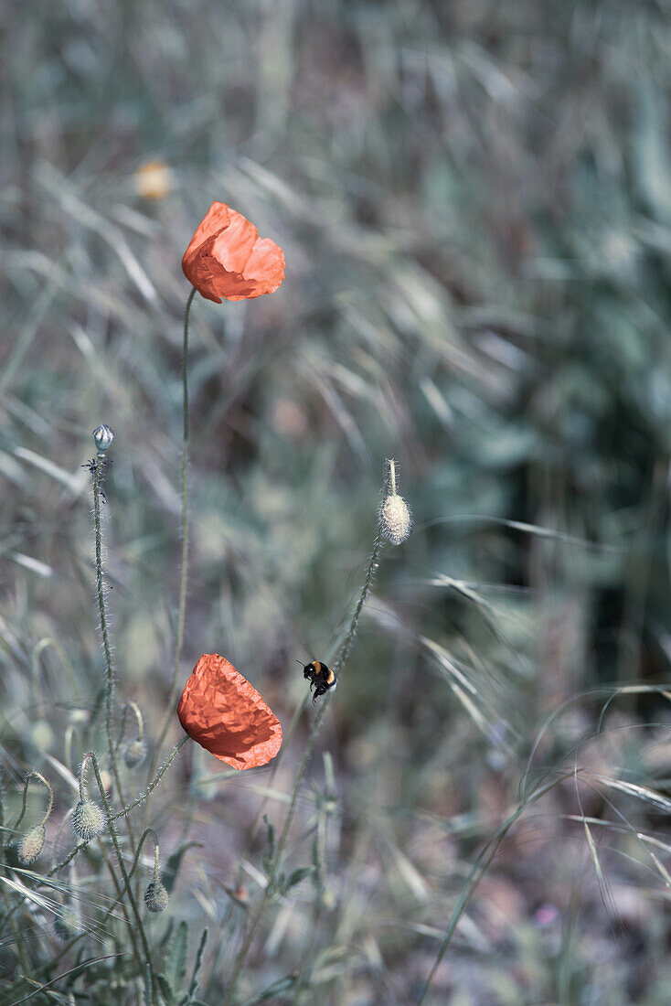 Desaturated image of poppy flowers.
