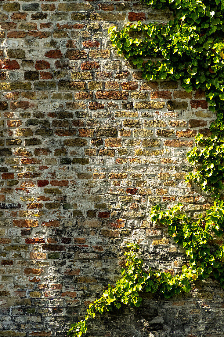 Rote Backsteinmauer und Efeu.