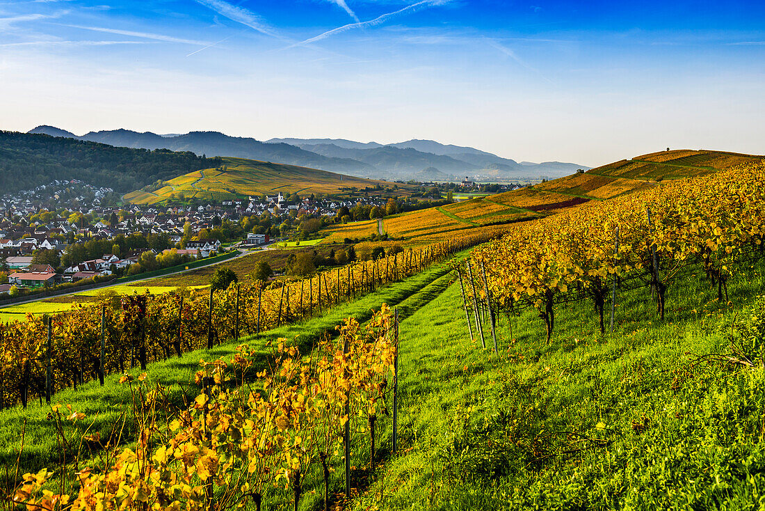 Village and autumnal vineyards, sunrise, Pfaffenweiler, near Freiburg im Breisgau, Markgräflerland, Black Forest, Baden-Württemberg, Germany