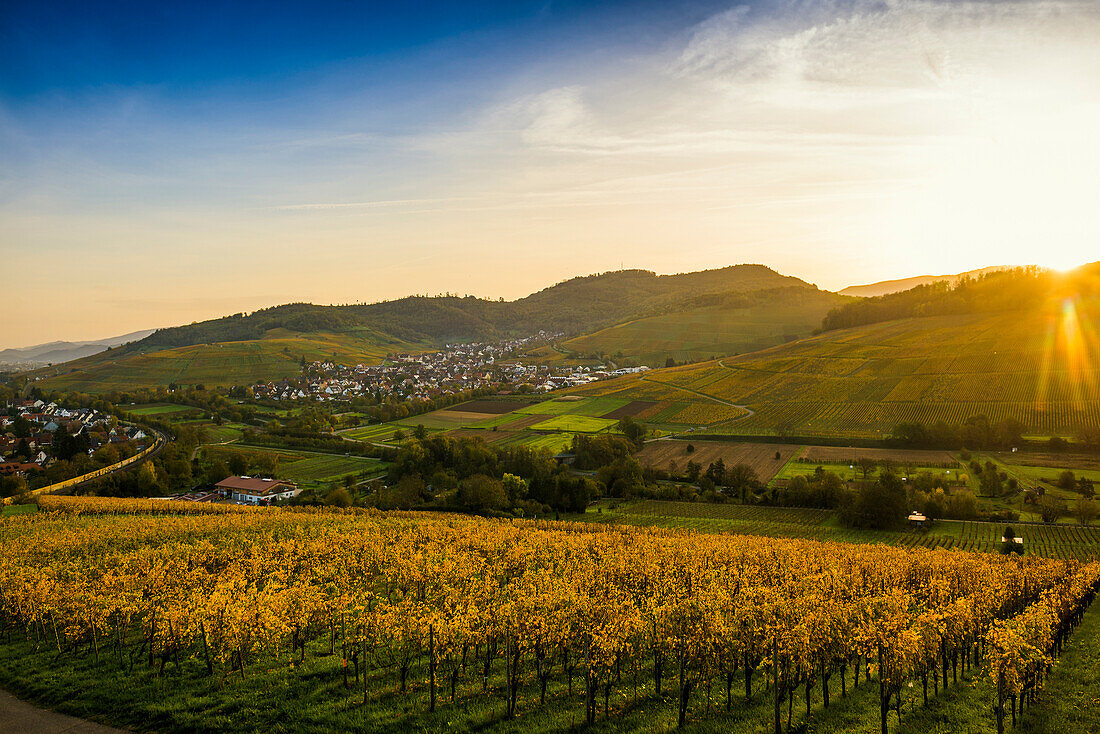 Village and autumnally colored vineyards, sunrise, Ebringen, near Freiburg im Breisgau, Markgräflerland, Black Forest, Baden-Württemberg, Germany