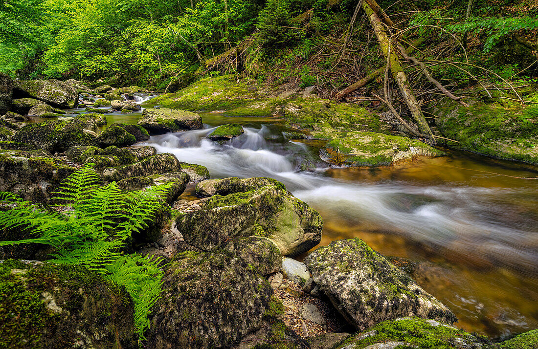 Spring at the Buchberger Leite, Bavarian Forest, Lower Bavaria, Bavaria, Germany