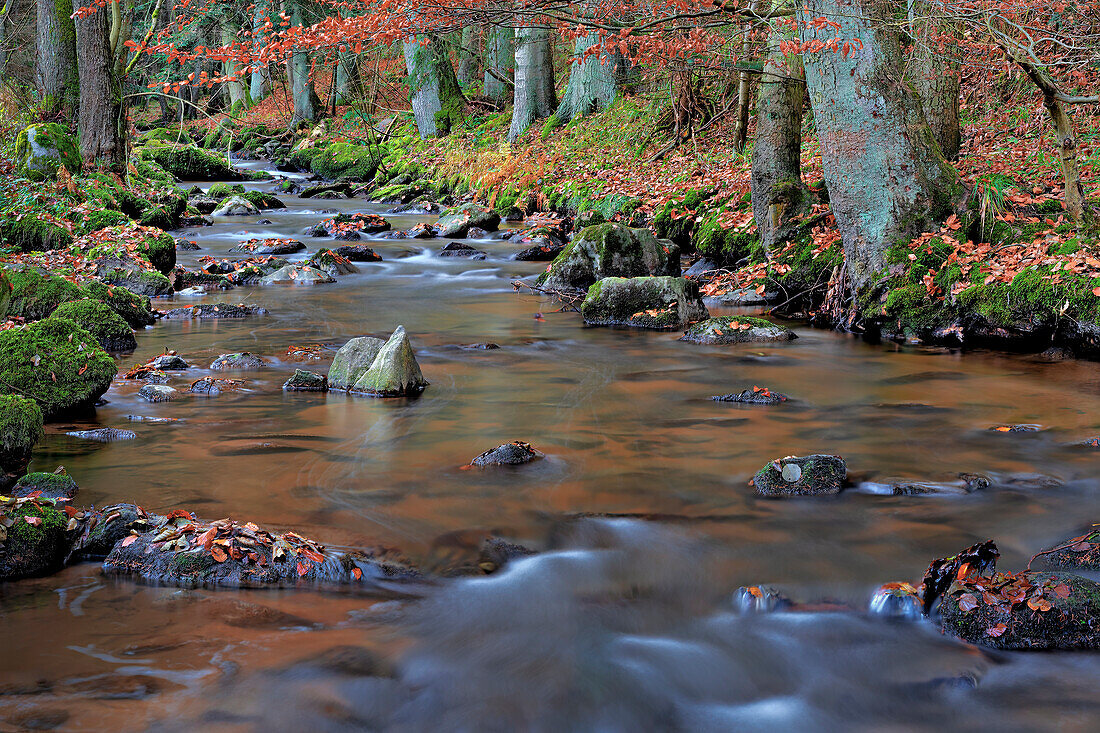 Am Otterbach bei Brennberg, Oberpfalz, Bayern, Deutschland, Europa