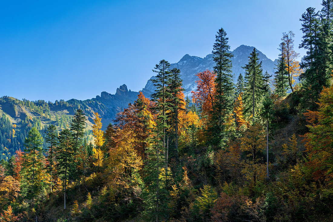 Bergwald im Herbst oberhalb des Großen Ahornbodens, Eng, Hinterriß, Karwendel, Tirol, Österreich